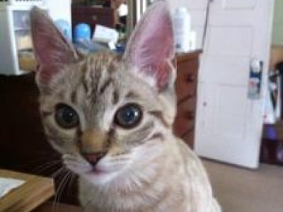 Nala - Male Kitten Names | petMD